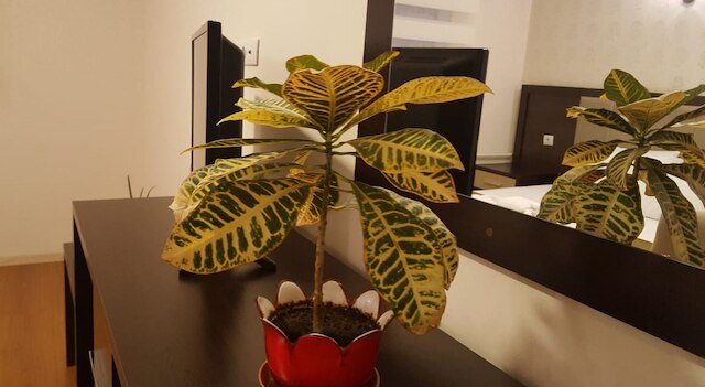 カンカヤ コナギ