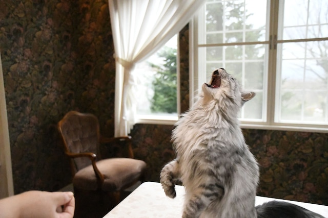 プチホテル フロマージュ