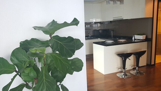 マゼラン 21 アステリウム