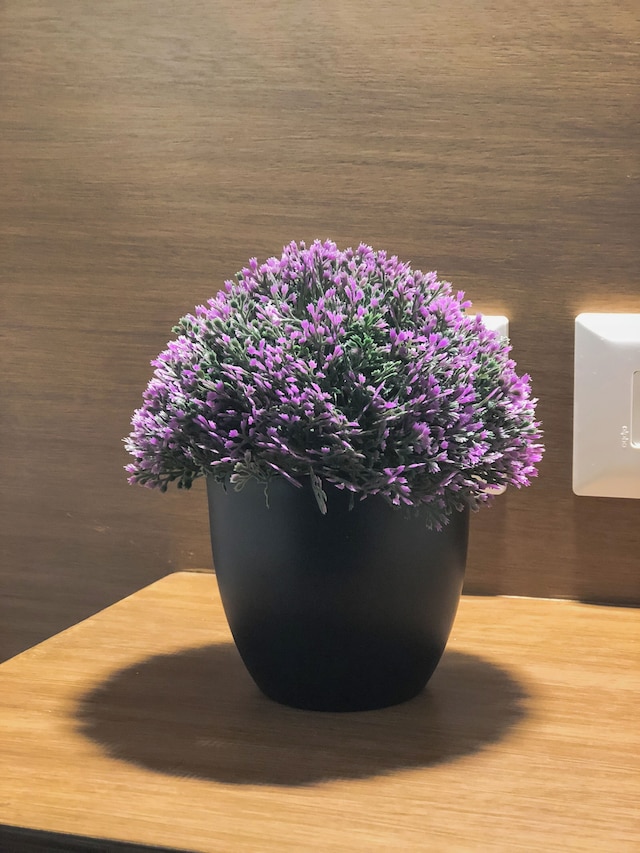 ヴィエント スイーツ カンクン