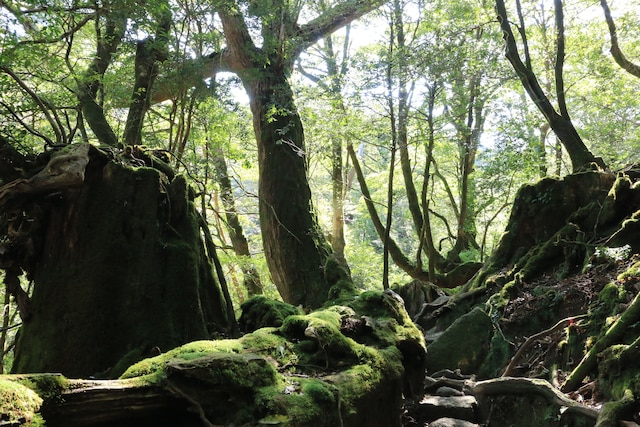 ペンション シーフォレスト