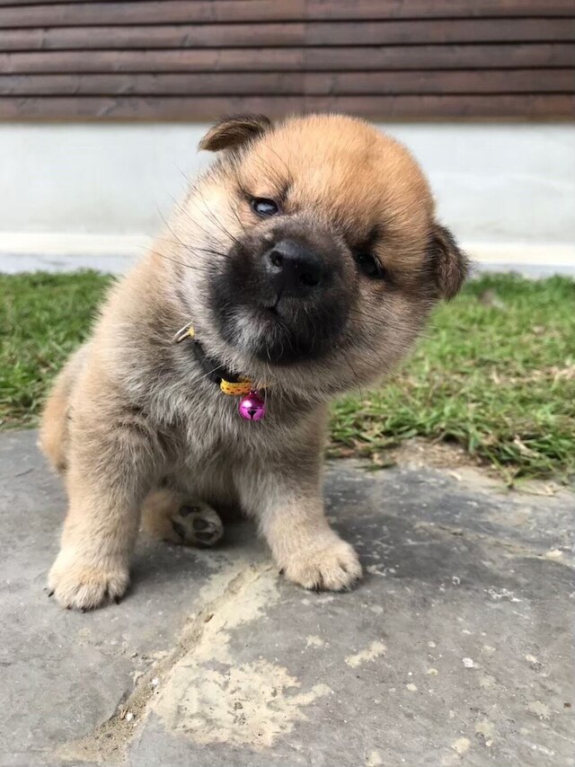 シュアン ディン ベン アー グ (玄町本二家)