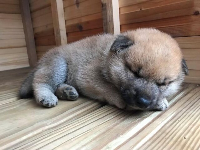 シュアン ディン ベン アー グ (玄町本二家)