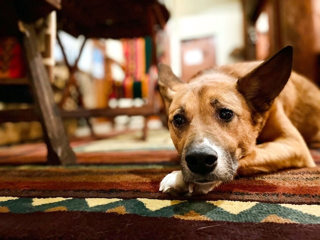 小さなホテル風小僧