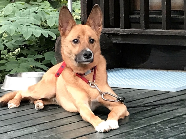 小さなホテル風小僧