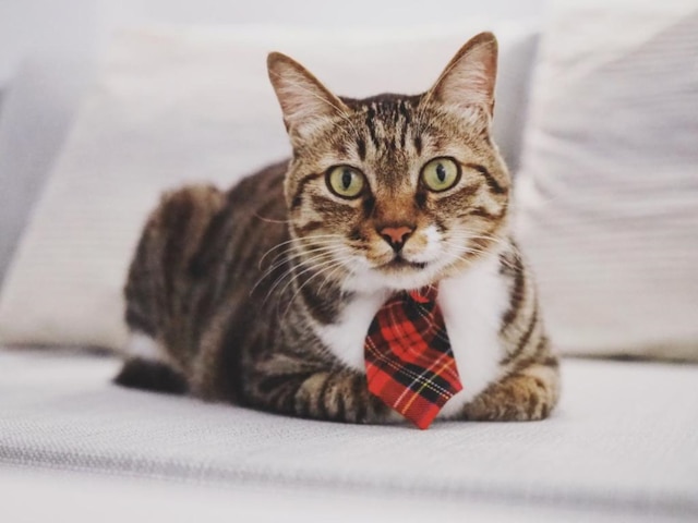 キャット アット グリース