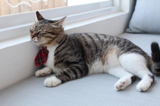 キャット アット グリース