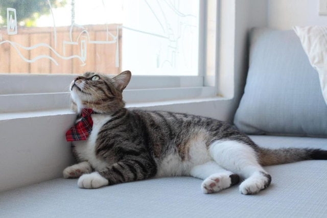 キャット アット グリース