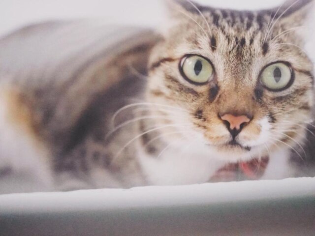 キャット アット グリース