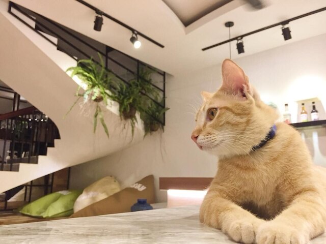 コージークラウド バックパッカーズ ホステル