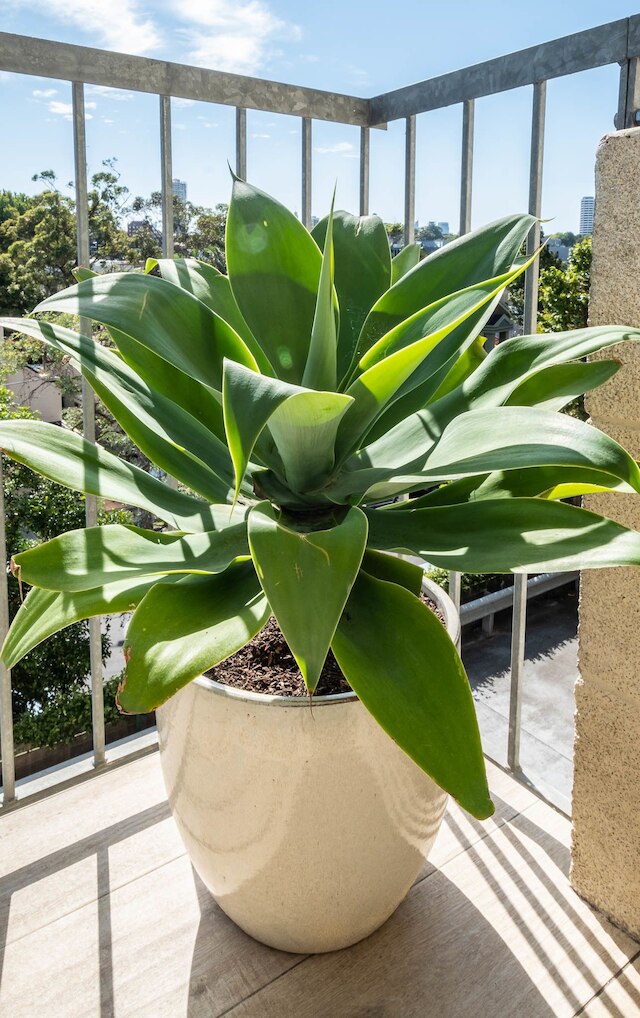 ラグジュアリー イン プレスティージアス ダブル ベイ H428