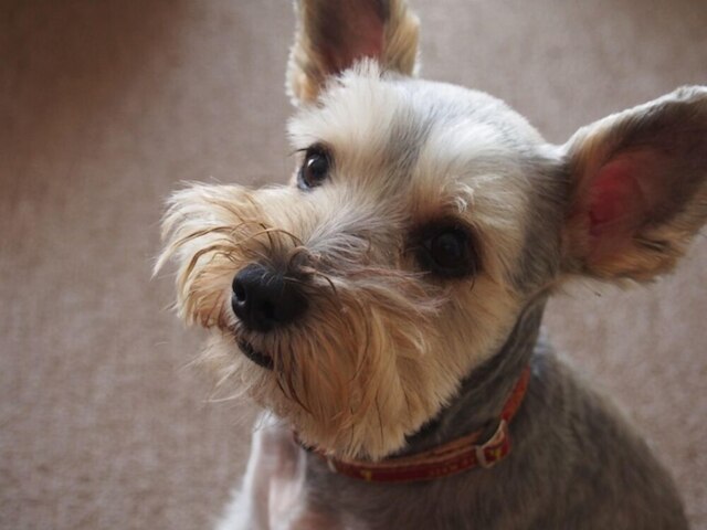 コンドミニアム苗場ウエスト