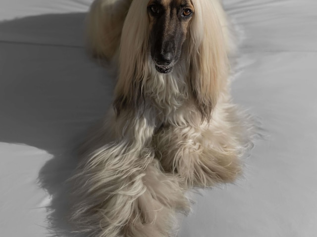 ソフィテル メキシコ シティ レフォルマ