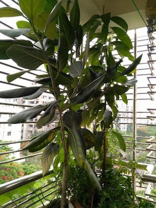 サブリナズホーム - ホステル