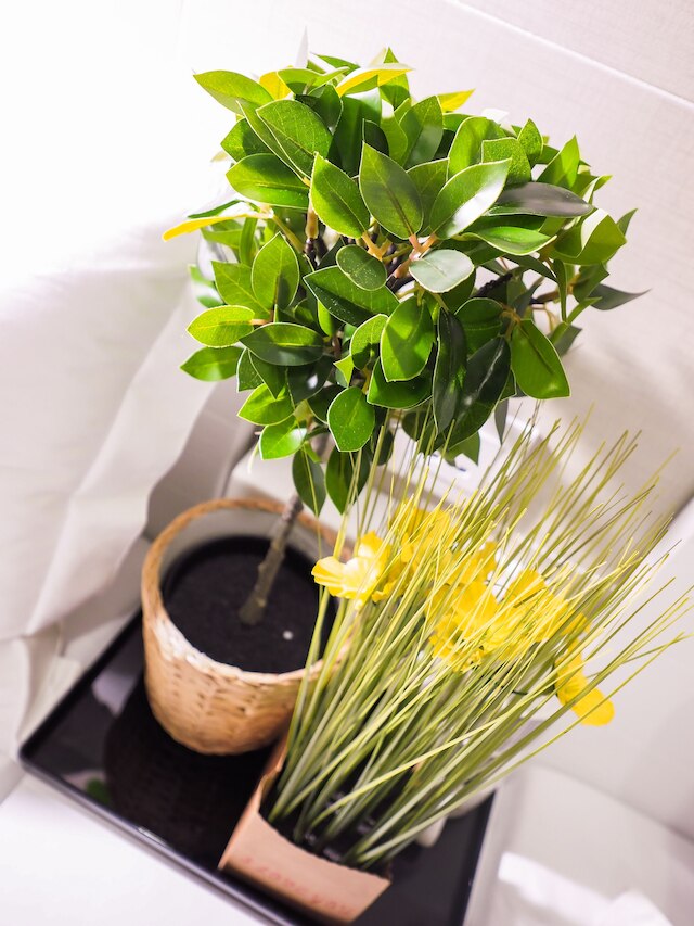 サン ゲスト ハウス