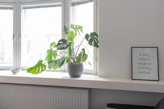 ウィホスト マルミンカトゥ 38