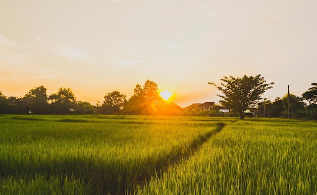 バンクリッハメド チェンマイ