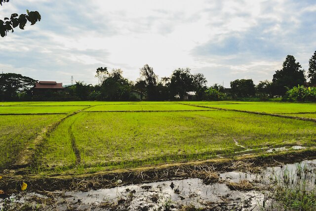バンクリッハメド チェンマイ
