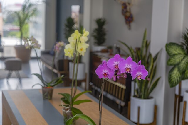 サニー ヴィブラント PH、Mr.W