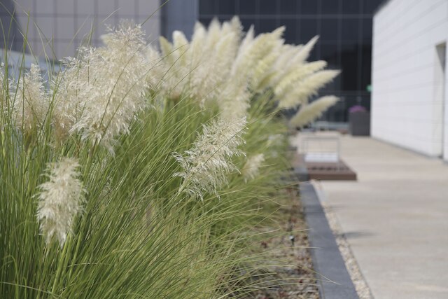 コンデサ ジェム、Mr.W