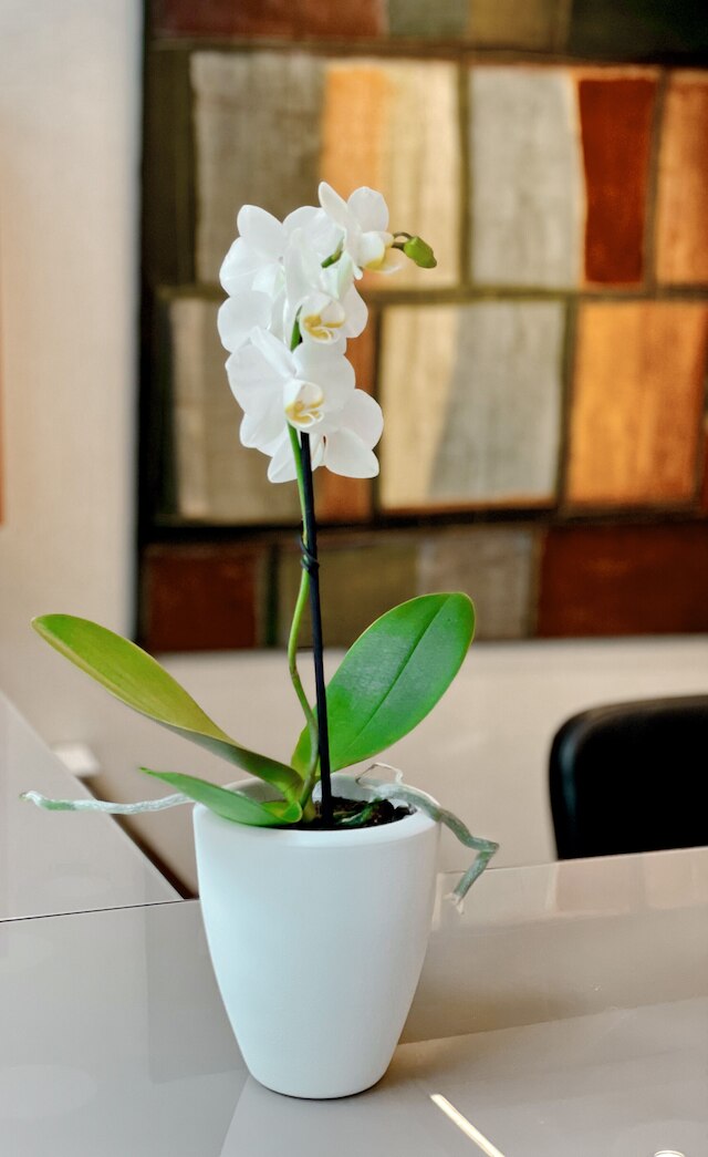 SM ホテル サン アントニ