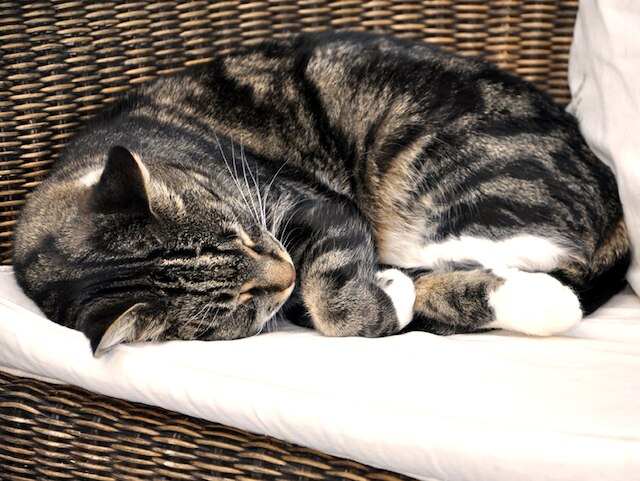 ダイアーズ ハウス