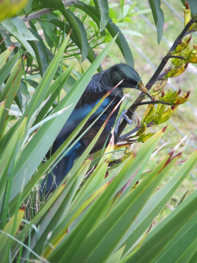 アカシア クリフ ロッジ