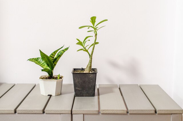 チーズ ハウス (台東齊遇民宿)