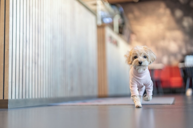 ハウス オブ レコーズ