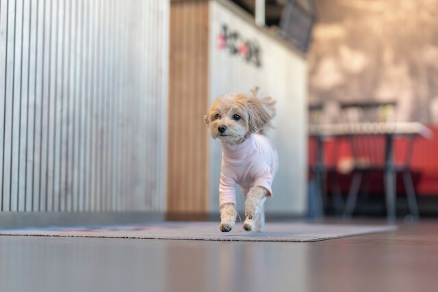 ハウス オブ レコーズ