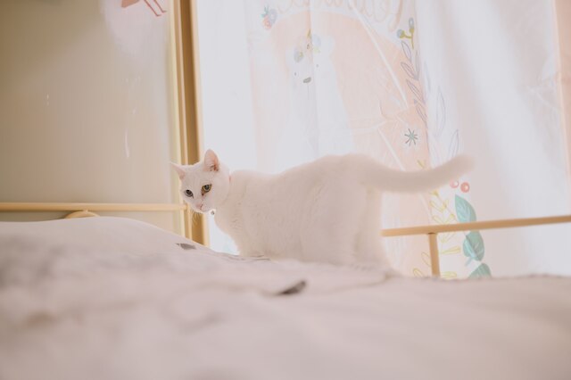 レッド レター デイ (太陽慢慢走)