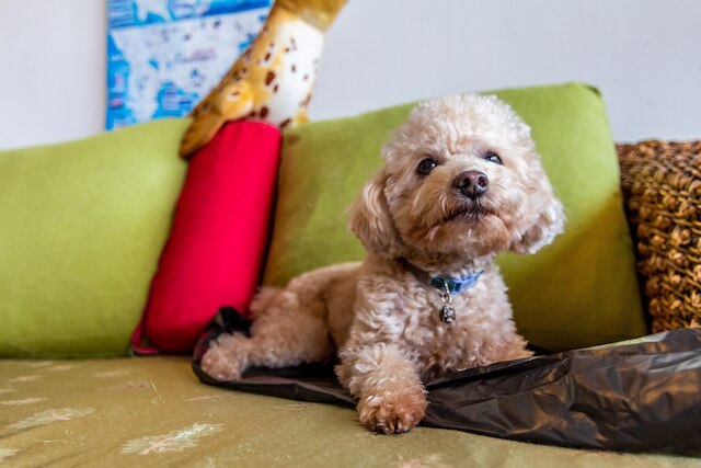 フェイ リ ジン ホテル