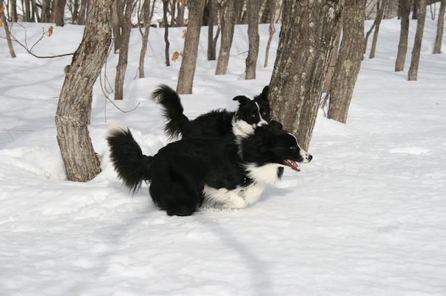 ペンションフェリチェ