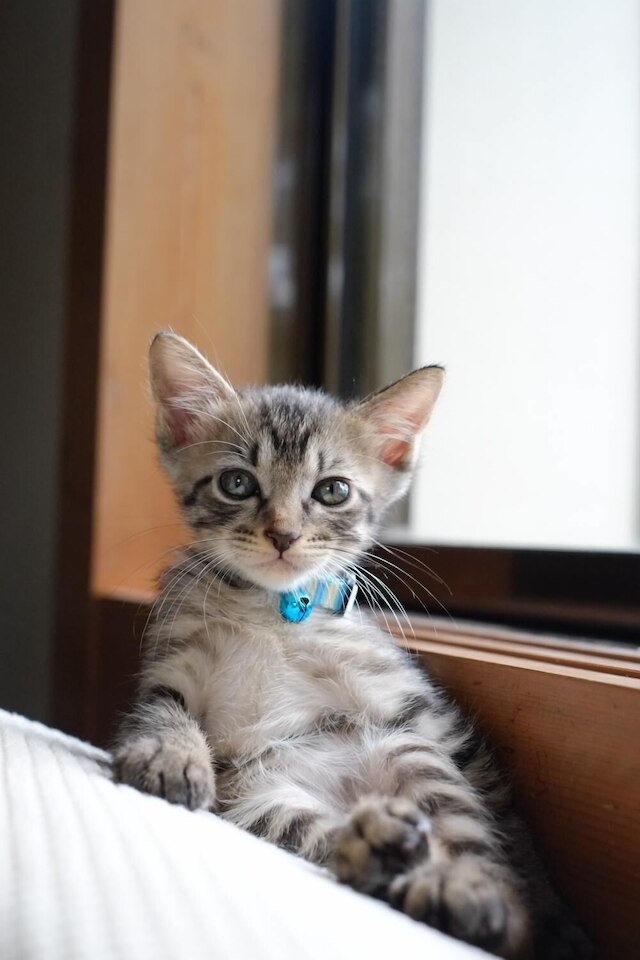 イミオラハウス