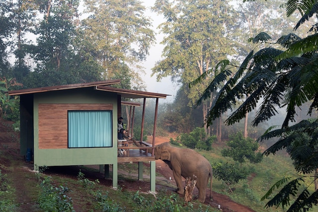 チェン マイ エレファント フレンズ