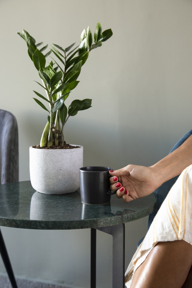 パム パラディソ