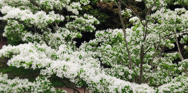 しまのログハウス