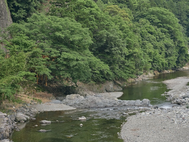 フォレストかみきた