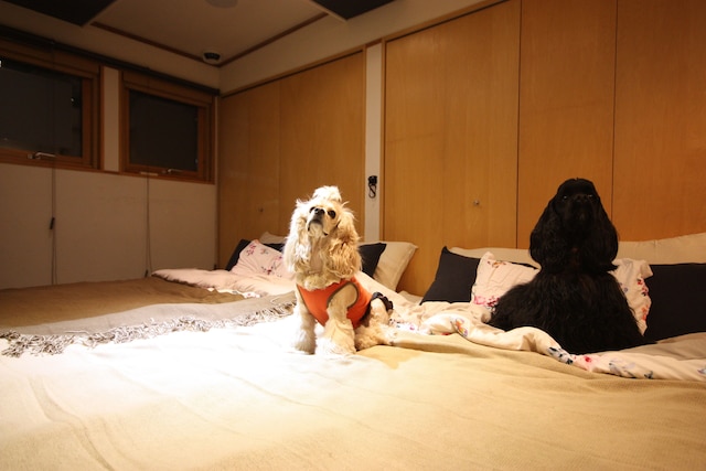 Sapporo Hiraoka Dog Hotel