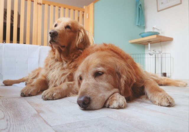 花園グリーンパーク(リバーサイドホステルB&B)