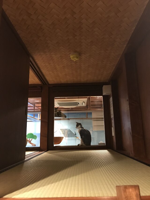 ねこ浴場 & ねこ旅籠 保護猫カフェ ネコパプリック大阪