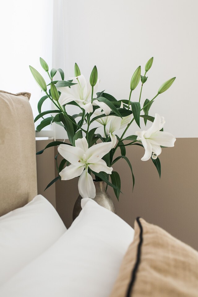 ネフィリアズ ボーホ ハウス ウィズ アクロポリス ビュー