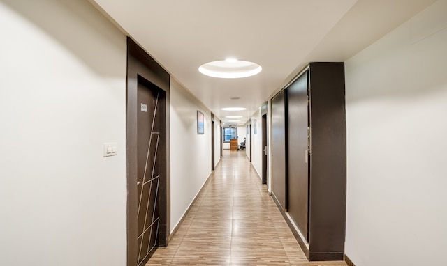 ツリーボー キングス オーキッド