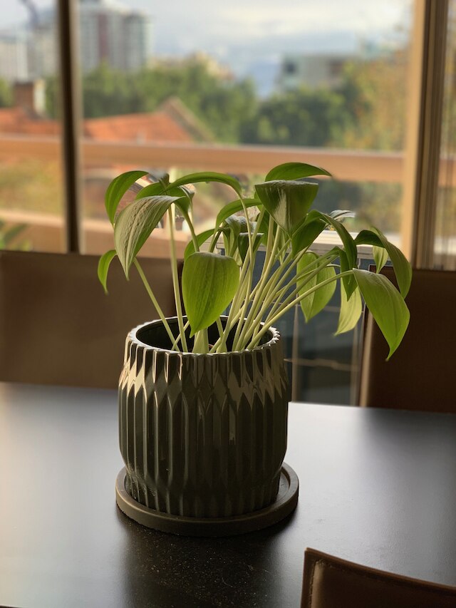 ザ リトル ダーリング オブ ザ ハーバー