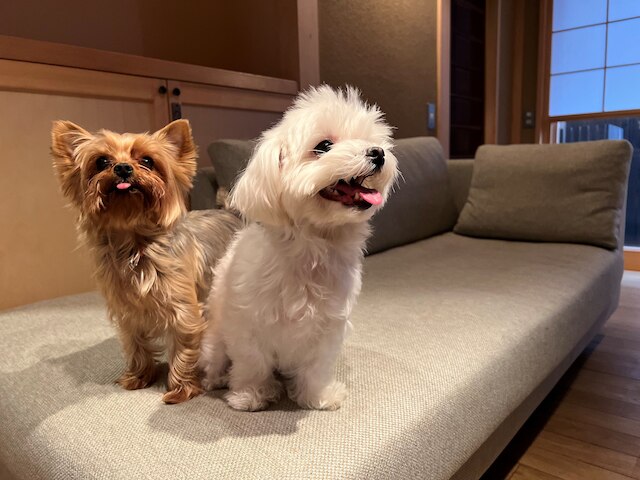 そめの家 ドッグフレンドリー 京都