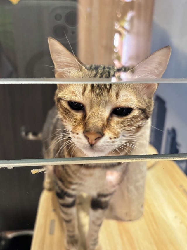 ダーシン ホテル (大欣大飯店)