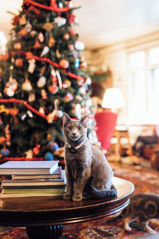 ザ レッド ライオン イン