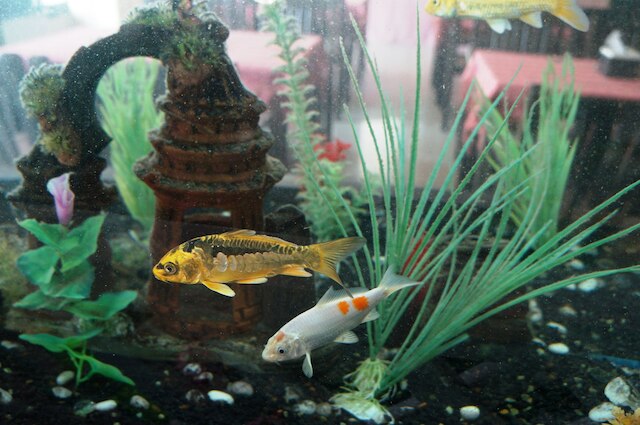 ノーブル プレイス チェンマイ