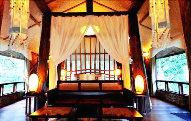 ファーン パラダイス