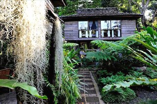 ファーン パラダイス